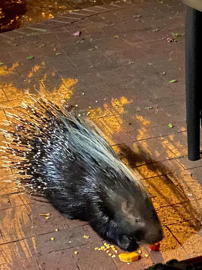 시몬스타운 Porcupine Walk 아파트 외부 사진